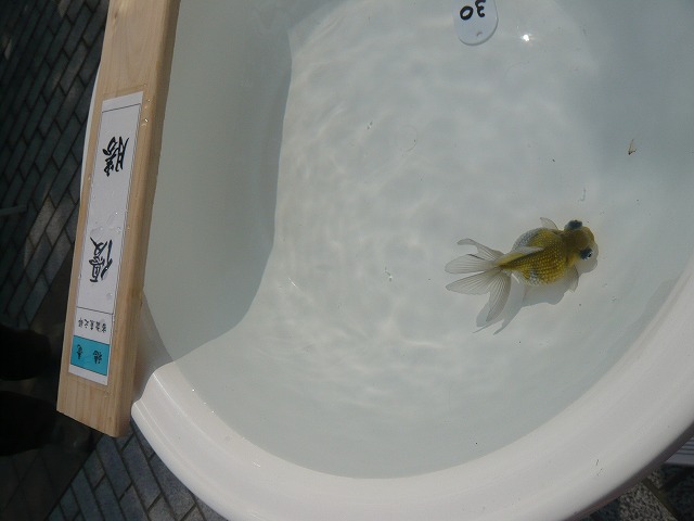 2009年品評会優勝魚