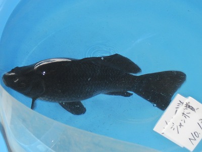 黒いコメット
