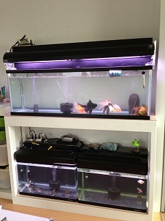 s全体