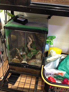 sオカヤドカリ