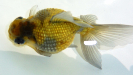 穂竜H24研究会当歳魚