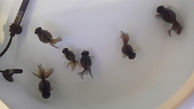 s20121216S.jpg