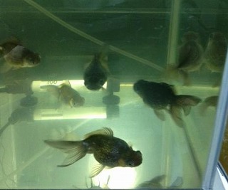 s20121227t.jpg