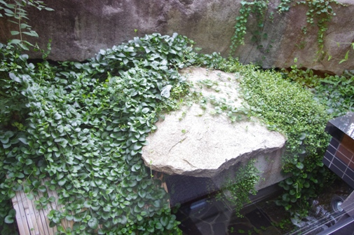 IMGP5331.jpg