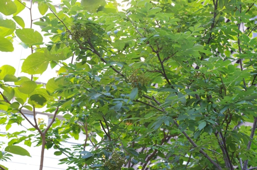IMGP5529.jpg
