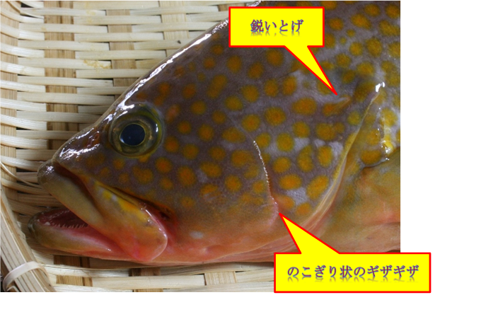 キジハタの顔