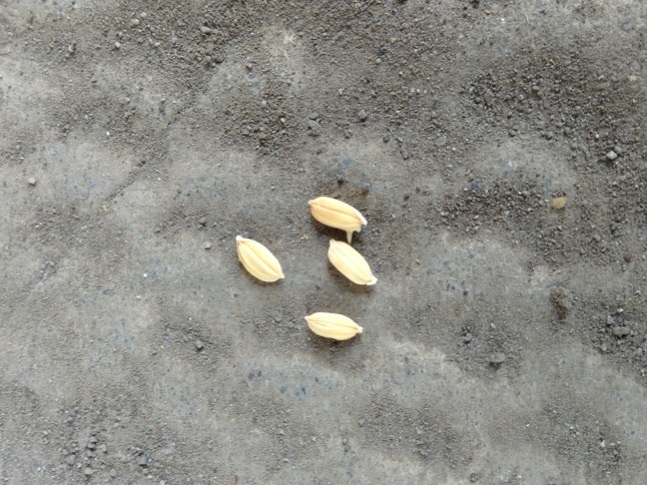 image_20130510083344.jpg