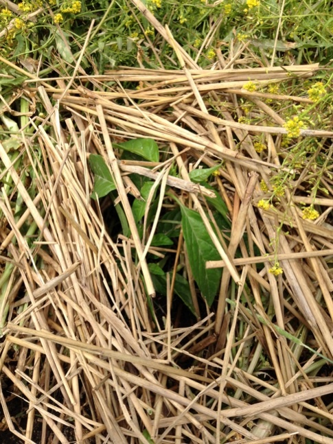 image_20130511170615.jpg
