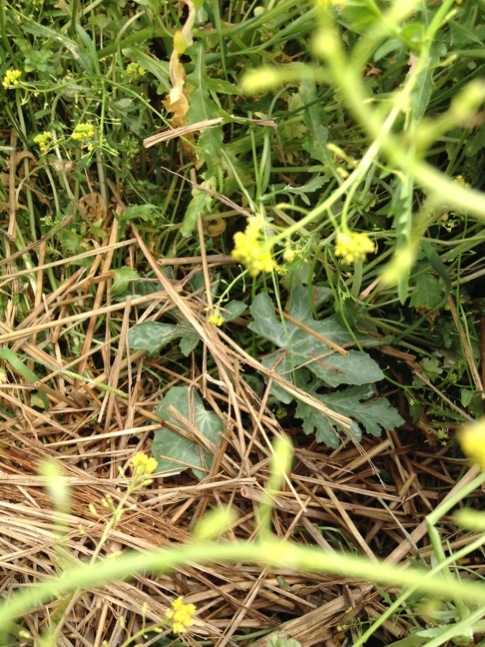image_20130511170621.jpg