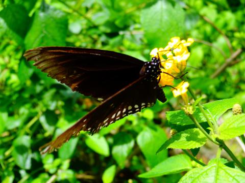 DSC00099.jpg