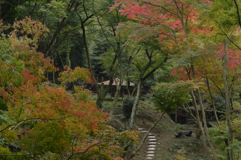 歌仙の滝紅葉