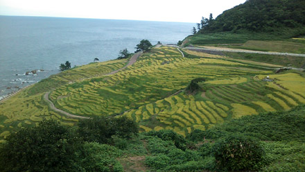 白米の千枚田