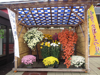 菊