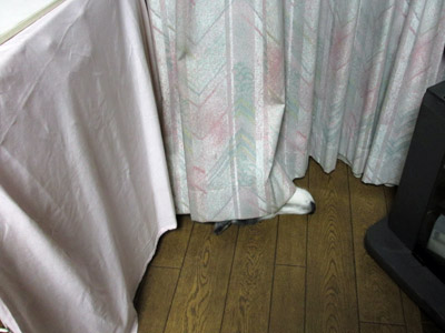 ポっちゃんを探せ
