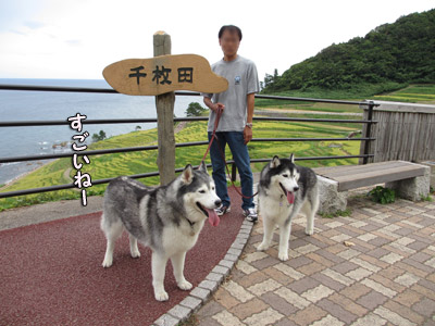 白米の千枚田