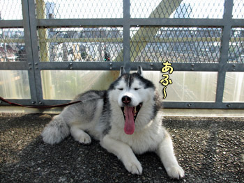 ポトフ