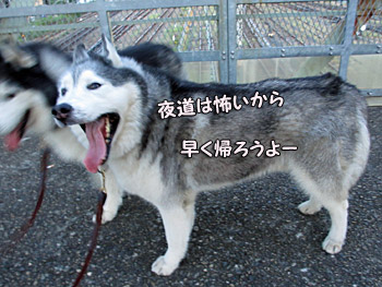 怖がりトリュフ