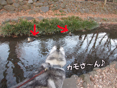 井の頭公園