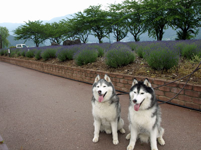 八木崎公園