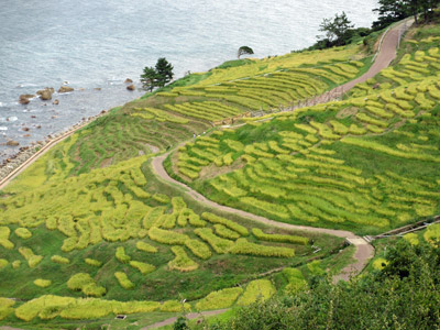 白米の千枚田