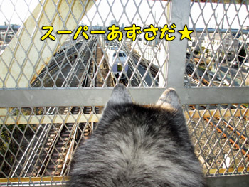 特急スーパーあずさ