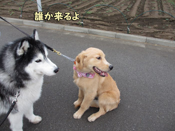 ミンディちゃんとポトフ