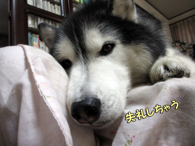 ポトフ