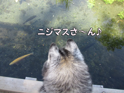 観察トリュフ