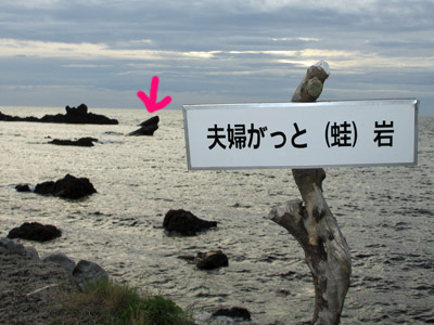 カエルの夫婦