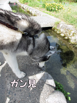 白川郷