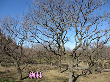 偕楽園