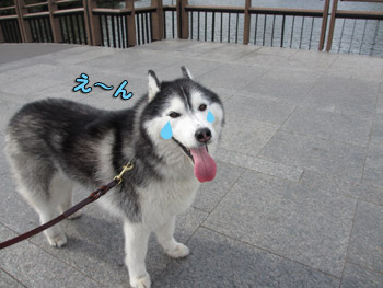 泣き虫ポトフ