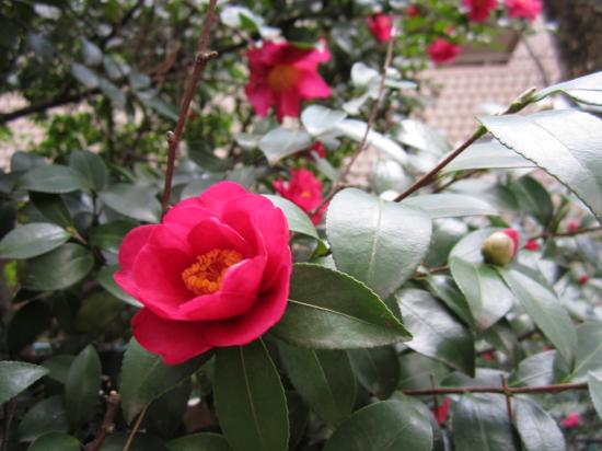 山茶花