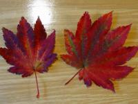 DSC02267.jpg