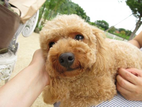 べにちゃん