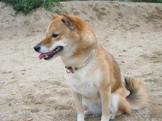 すずちゃん