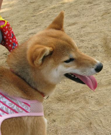 てつこちゃん