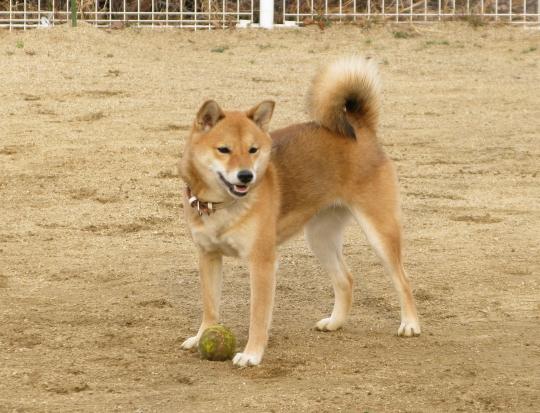すずちゃん