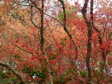 きれぎれの風彩 「春モミジの紅葉」1-1