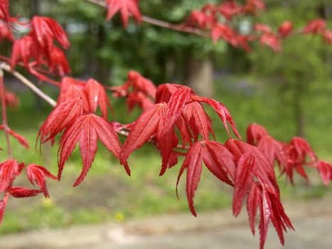 きれぎれの風彩 「春モミジの紅葉」1-7