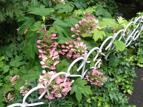 きれぎれの風彩 「カシワバアジサイの赤花」01