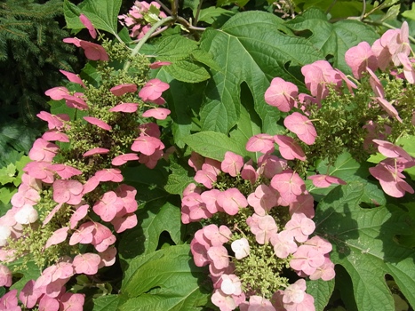 きれぎれの風彩 「カシワバアジサイの赤花」02