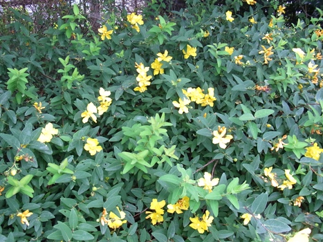ヒペリカム ヒデコート 濃い黄色の全開５弁花 きれぎれの風彩 ふうさい