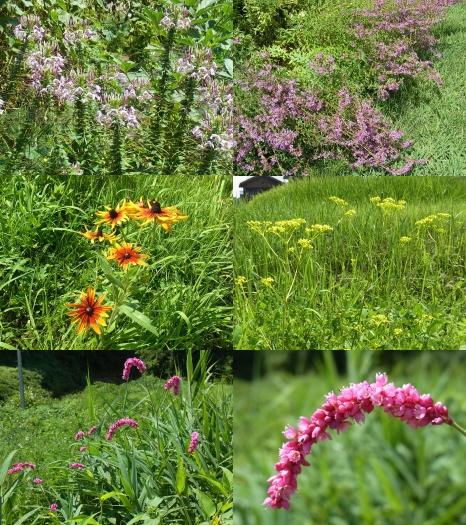きれぎれの風彩 「実家近くの草花」