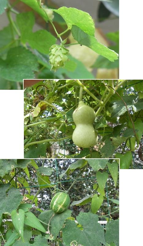 きれぎれの風彩 「緑のカーテン」