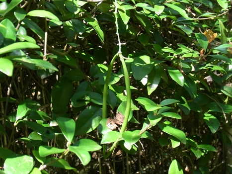 きれぎれの風彩 「花と緑の振興センター」03