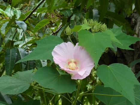 きれぎれの風彩 「花と緑の振興センター」05
