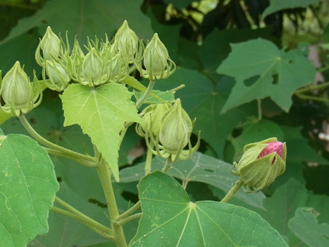 きれぎれの風彩 「花と緑の振興センター」06