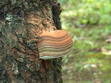 きれぎれの風彩 「花と緑の振興センター」08