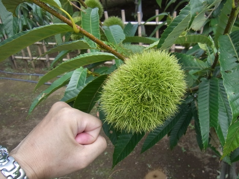 きれぎれの風彩 「花と緑の振興センター」09